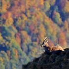 Ausblick auf die Herbstfarben...