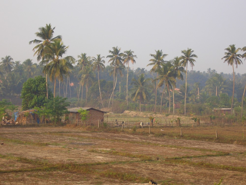 Ausblick auf Reisfelder(Goa-Indien) am Morgen