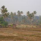 Ausblick auf Reisfelder(Goa-Indien) am Morgen