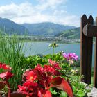 Ausblick auf Zell am See