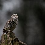 ——— Ausblick ———