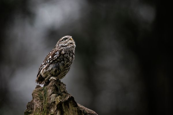 ——— Ausblick ———