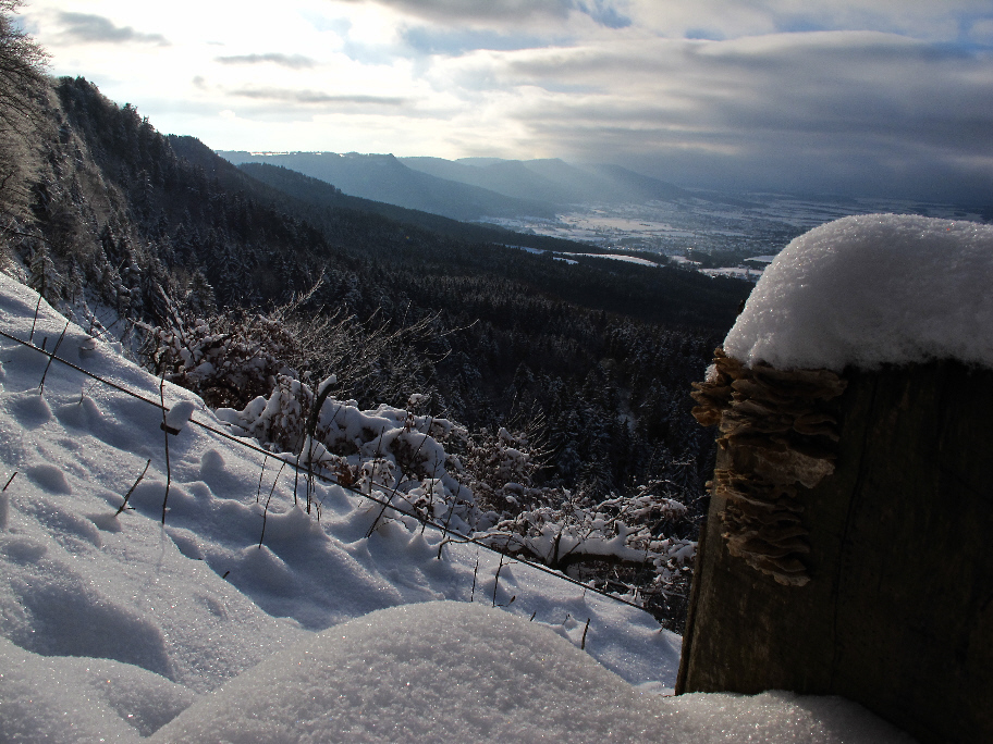 Ausblick