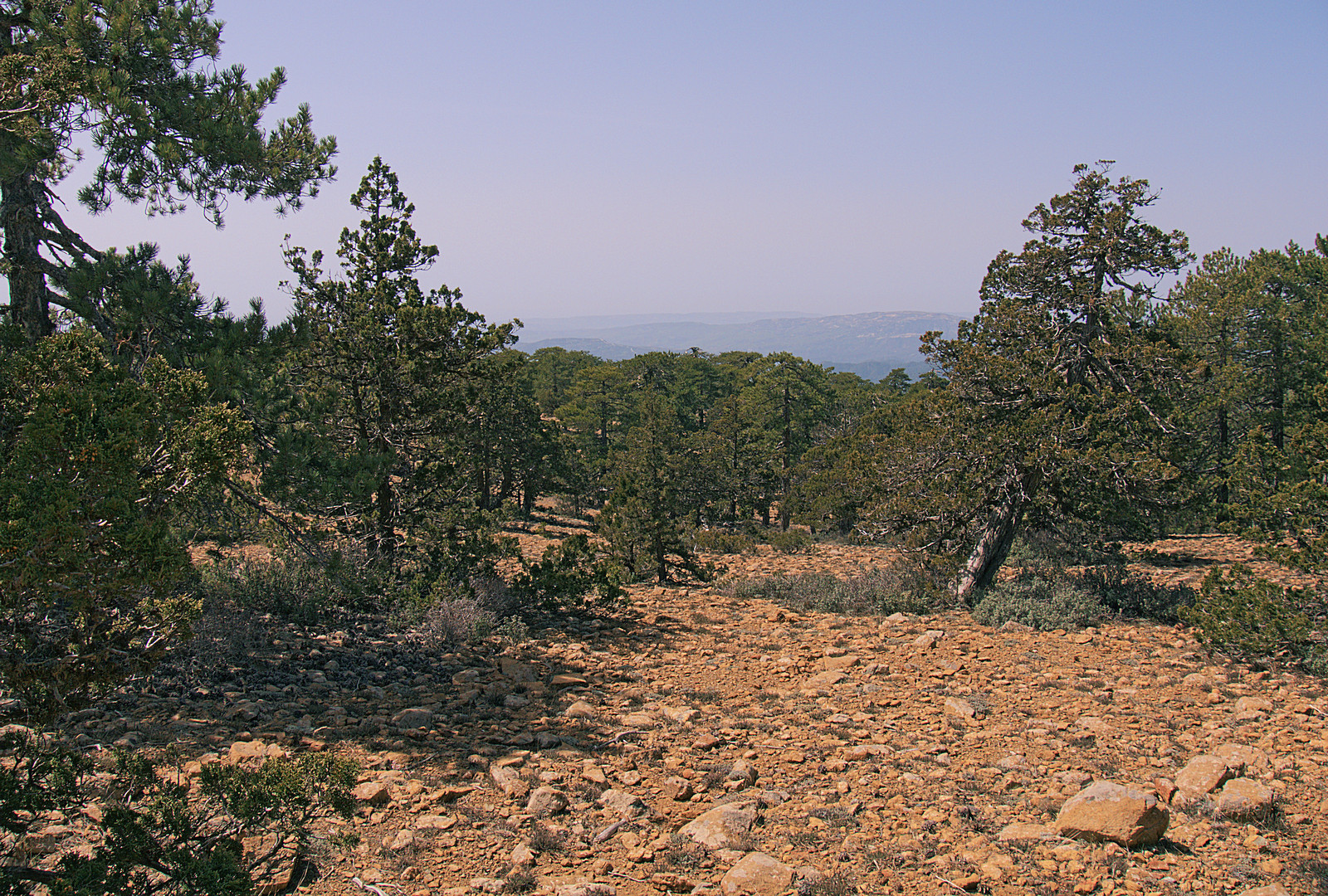 Ausblick im Troodos-Gebirge Zypern