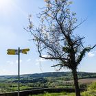 Ausblick in den Kraichgau