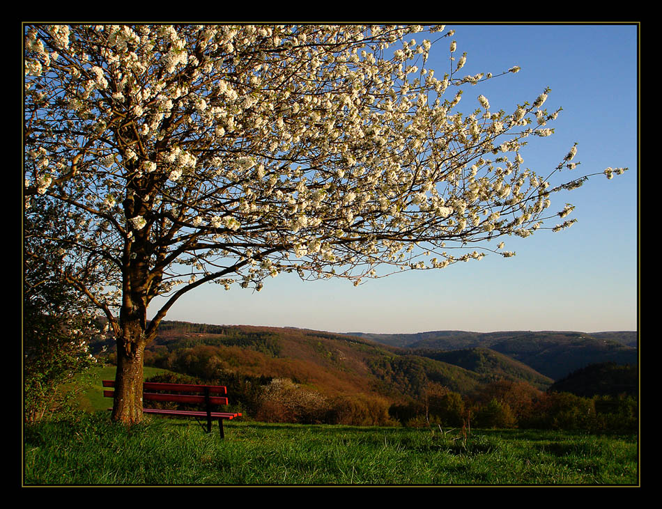 Ausblick ins Wispertal