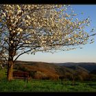 Ausblick ins Wispertal