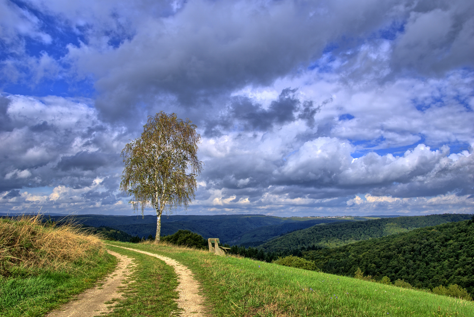 Ausblick mit Birke