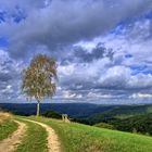 Ausblick mit Birke