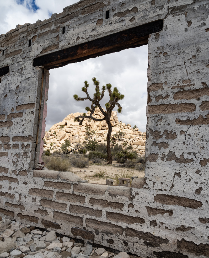 Ausblick mit Joshua Tree