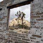 Ausblick mit Joshua Tree