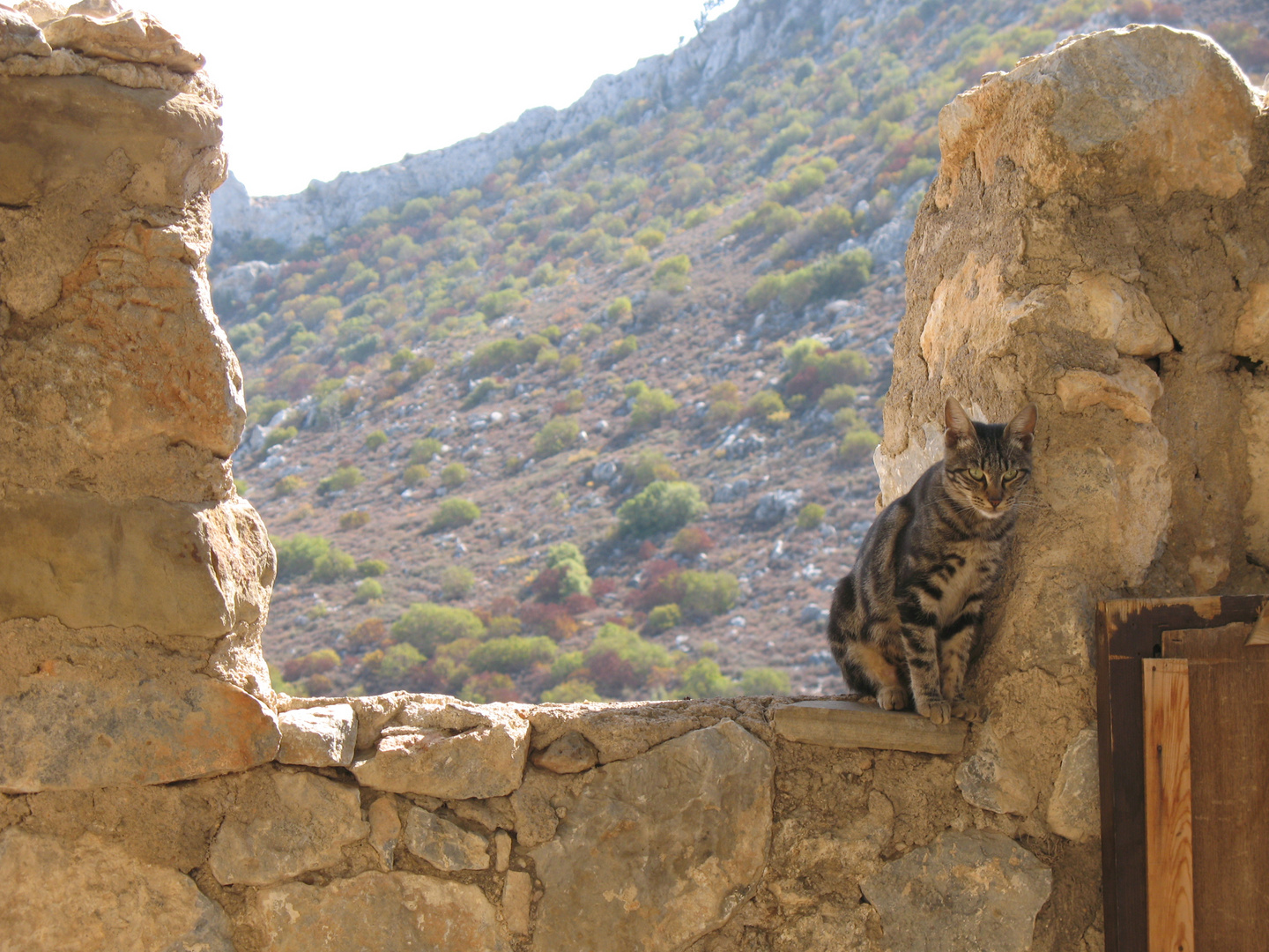 Ausblick mit Katze