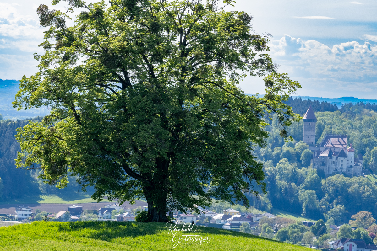 Ausblick von der 1.000-Jährigen Eiche #1