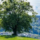 Ausblick von der 1.000-Jährigen Eiche #1