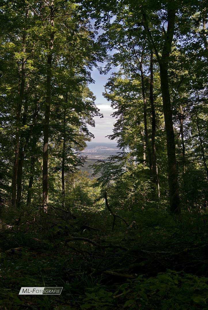 Ausblick von der Bassgeige