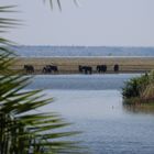 Ausblick von der Chobe Lodge