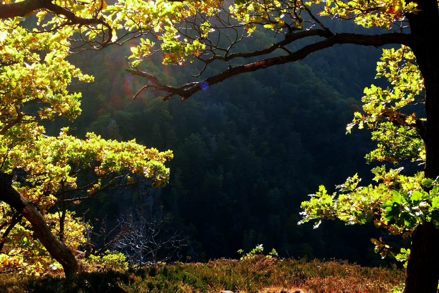 Ausblick von der Rosstrappe / Harz