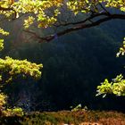 Ausblick von der Rosstrappe / Harz