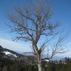 Ausblick von der Wagner Alm