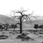 Ausblick von Düne 45 - Namib