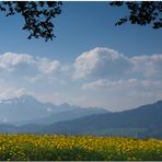 Ausblick von "meinem" Baum...