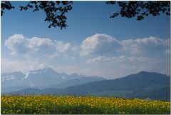 Ausblick von "meinem" Baum...