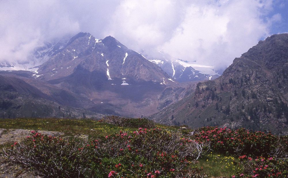 Ausblick zum Ortler