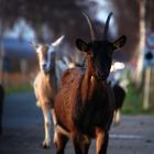 Ausbruch der Ziegen