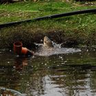 Ausbruchsversuch,--zurück in den "Heimatteich"!?