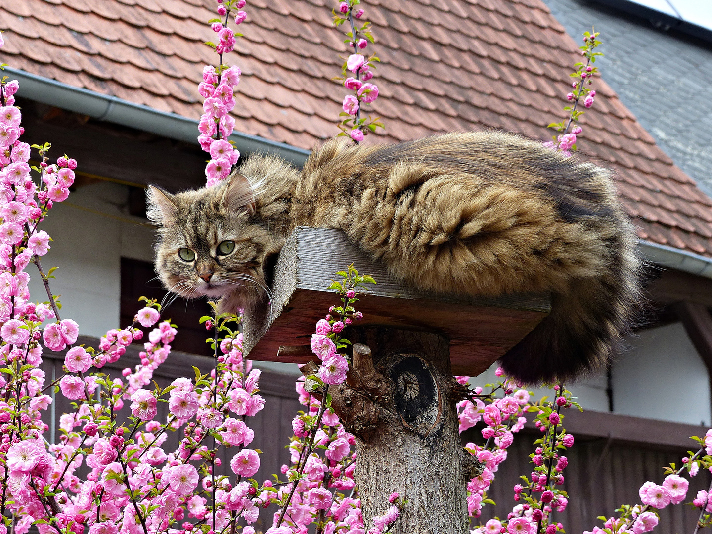 Auschau nach den Osterhasen