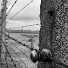Auschwitz 2016...089