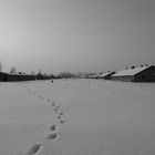Auschwitz Birkenau (1) - Spuren im Schnee