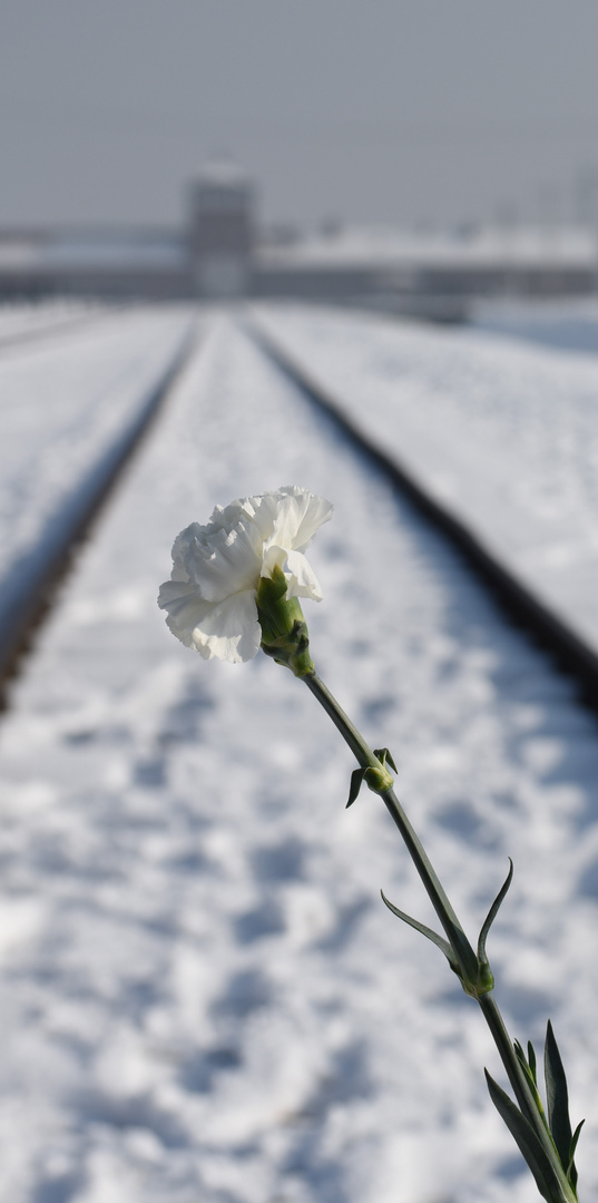 Auschwitz-Birkenau 2019 (30)