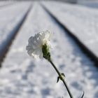 Auschwitz-Birkenau 2019 (30)