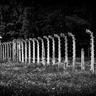 Auschwitz - Birkenau XII