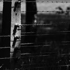 Auschwitz - Birkenau XIII