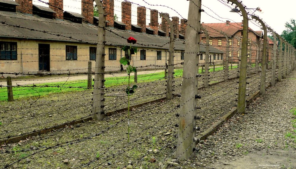 Auschwitz - The Residence of Death 1