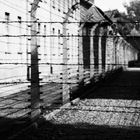 Auschwitz VII