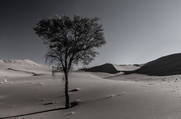 Ausdauer in der Namibwüste