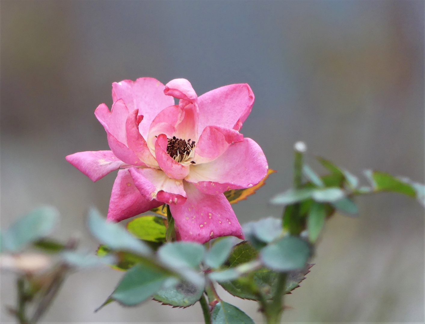 Ausdauer zeigt die kleine Rose