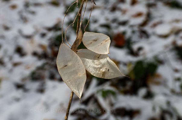 Ausdauernde Silberblatt eine Art der Silberblätter 