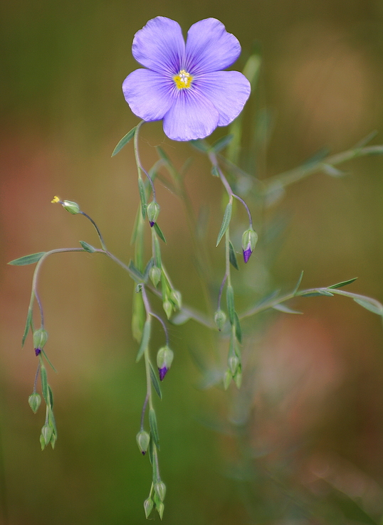 Ausdauernder Lein ( Linum perenne)