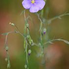 Ausdauernder Lein ( Linum perenne)