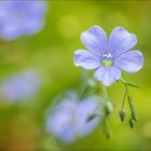 Ausdauernder Lein (Perennial flax)