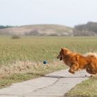 ausdauerndes Ballspielen