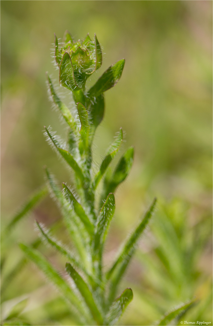 Ausdauerndes Sandglöckchen (Jasione laevis)