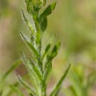 Ausdauerndes Sandglöckchen (Jasione laevis)