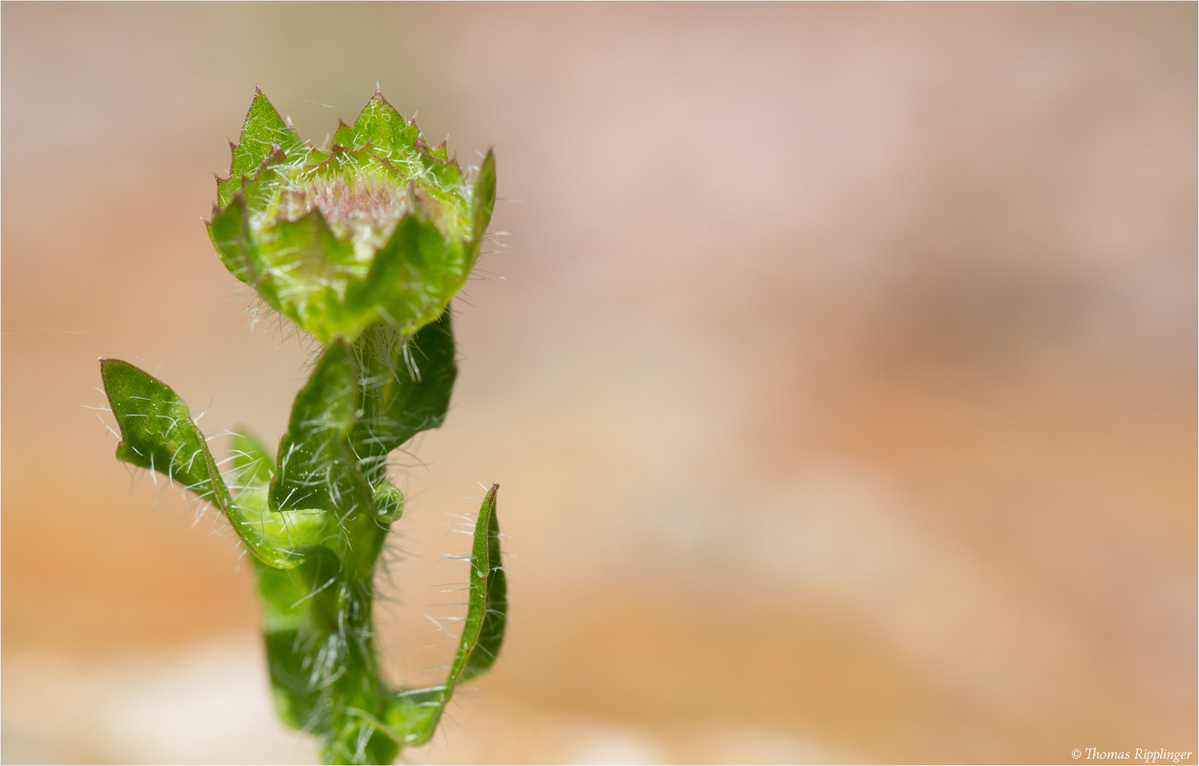 Ausdauerndes Sandglöckchen (Jasione laevis).