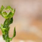 Ausdauerndes Sandglöckchen (Jasione laevis).