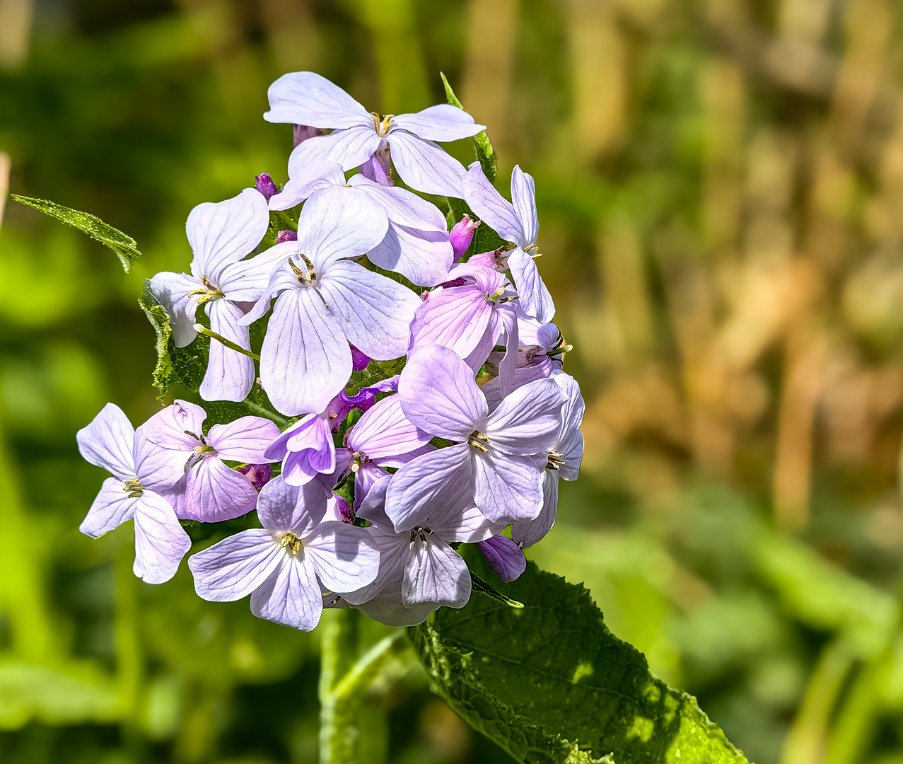 Ausdauerndes Silberblatt